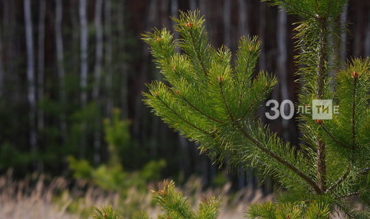 План по лесовосстановлению выполнен лесниками Татарстана на четыре года раньше