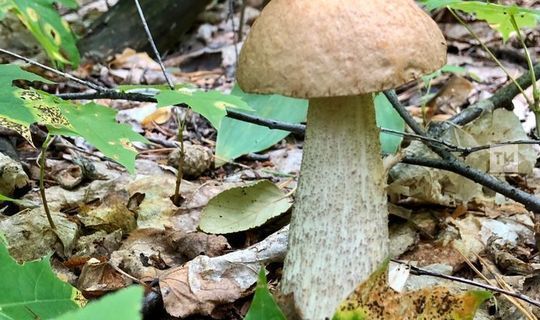 В Татарстане в этом году грибами отравились три человека