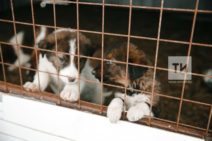 В аксубаевский приют для бездомных животных привезли собак из Дагестана
