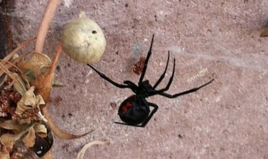 В татарстанских лесах появились  пауки «черные вдовы»