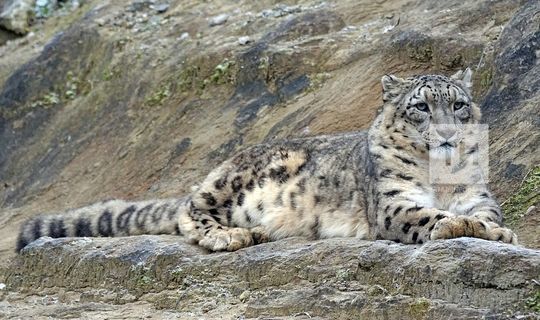 В Татарстане специалисты Центра по изучению редких видов кошек выведут чистый геном барса
