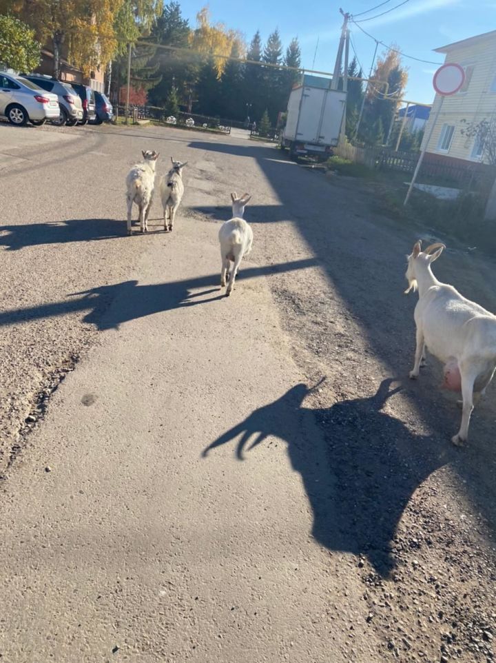 В центре Аксубаева снова появились козы