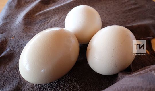 Ритейлеры заявили о предложении повысить цены на птицу и яйца в России