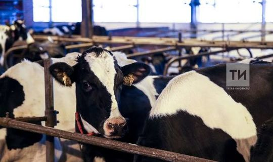 Татарстан является лидером по реализации молока в сельхозпредприятиях