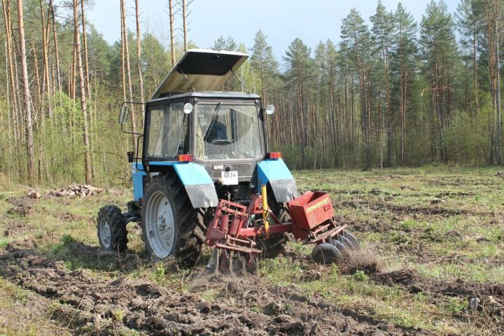 В Аксубаевском районе готовятся к посадке новых лесов