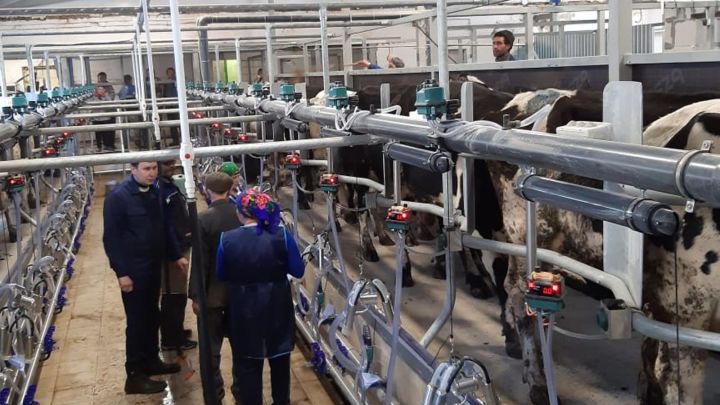 На Молочном комплексе агрофирмы «Аксубай» открыли новую линию