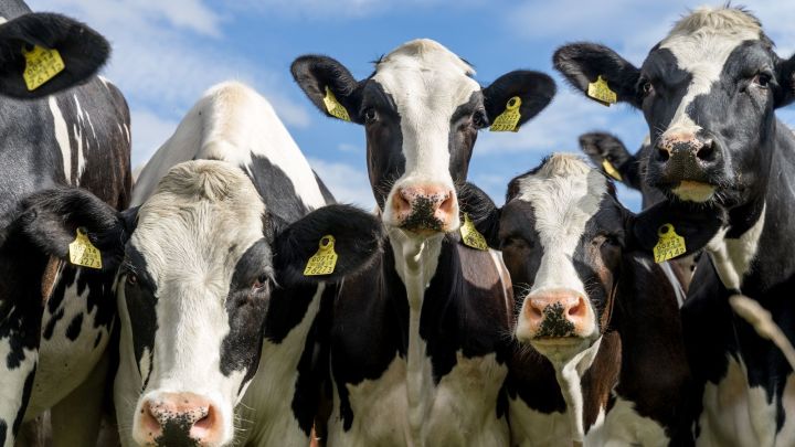 В столице Татарстана выберут самую красивую корову республики