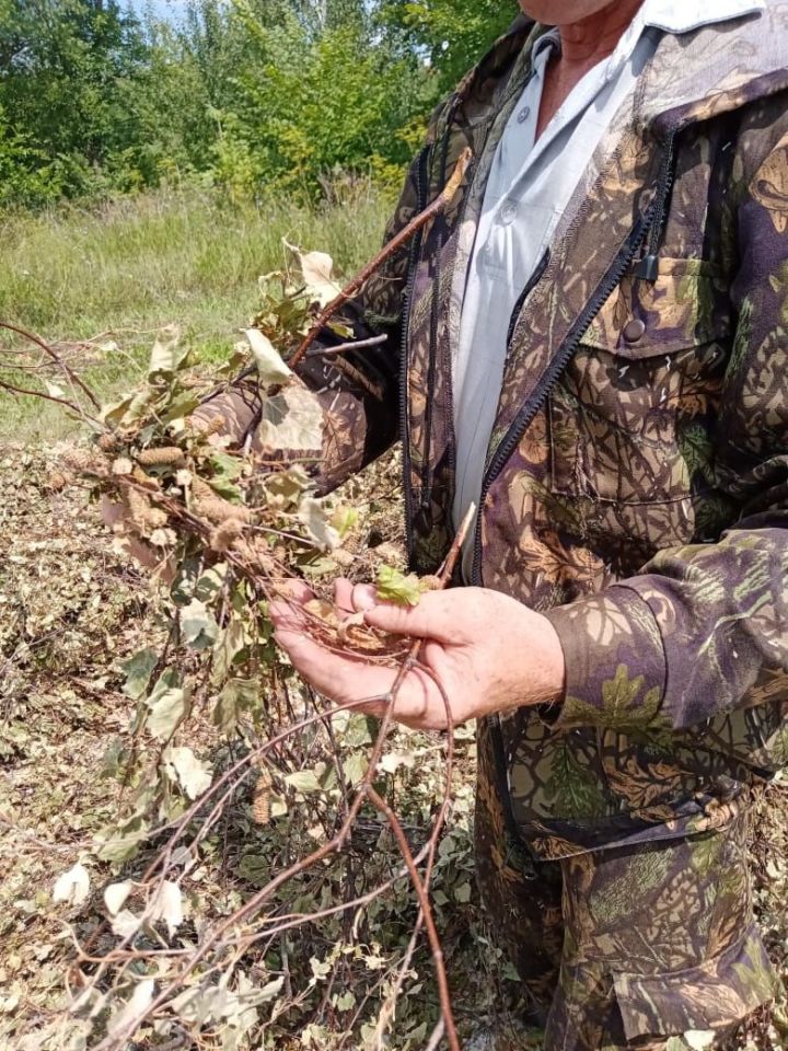 В Аксубаевском лесхозе идет заготовка семян березы повислой