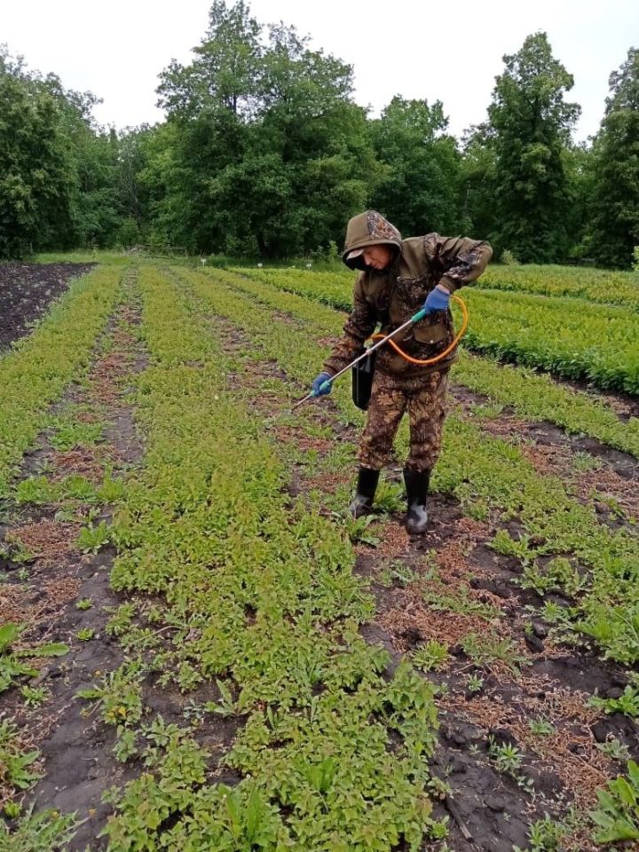 В Аксубаевском лесничестве идет защита посевов