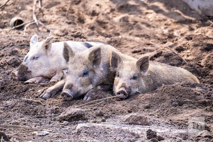 В хозяйствах Татарстана из-за африканской чумы поголовье свиней сократилось в три раза