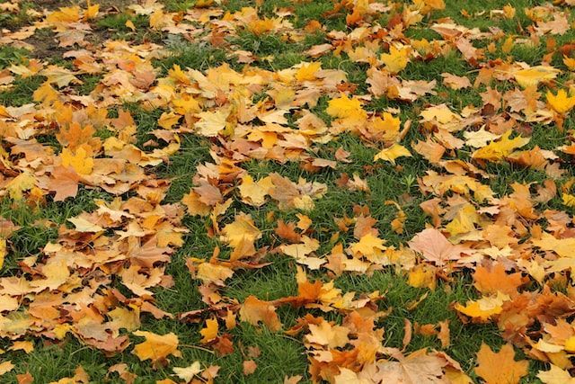 7 полезных идей что делать с опавшими листьями