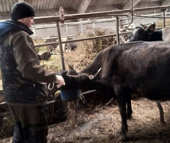 Аксубаевские ветеринары предотвращают заболевания животных