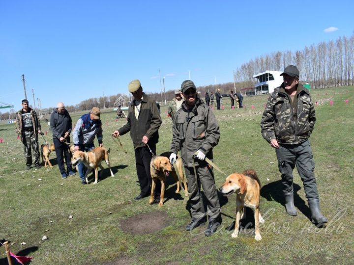 В Аксубаеве пройдет выставка охотничьих собак