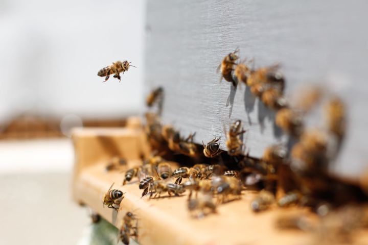 В Арском районе произошло массовое отравление пчел