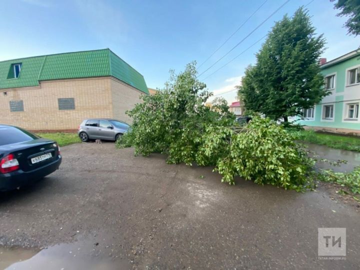 В Татарстане сильный ветер повалил несколько деревьев, одно из них упало на авто