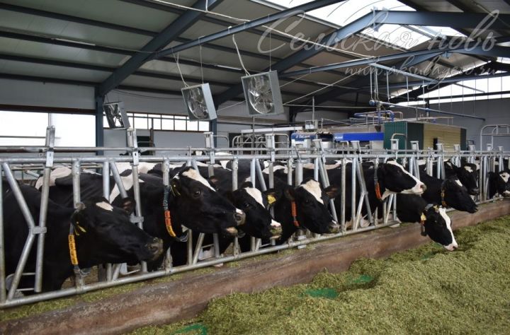 На аксубаевских фермах проверяют качество молока