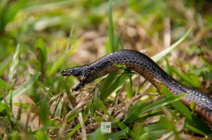 Аксубаевцев предупреждают: чтобы в лесу не укусила змея, нужно быть предельно осторожным