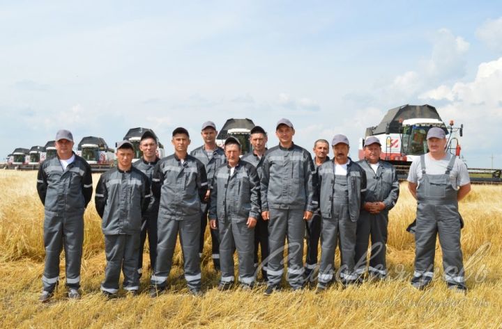Аксубаевские растениеводы за первые дни уборки намолотили более 6000 тонн зерна