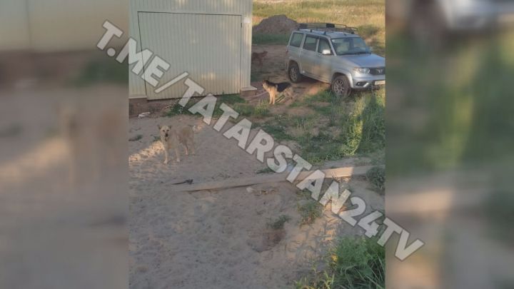 В Татарстане бродячие собаки загрызли стадо овец
