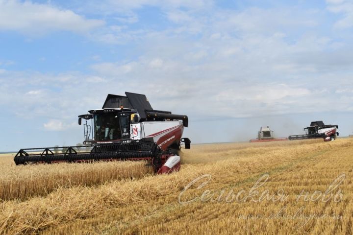 В Аксубаевском районе убрано более 5000 гектаров зерновых