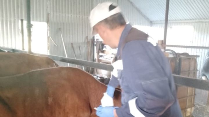 Аксубаевские ветеринары предупреждают об опасных болезнях животных