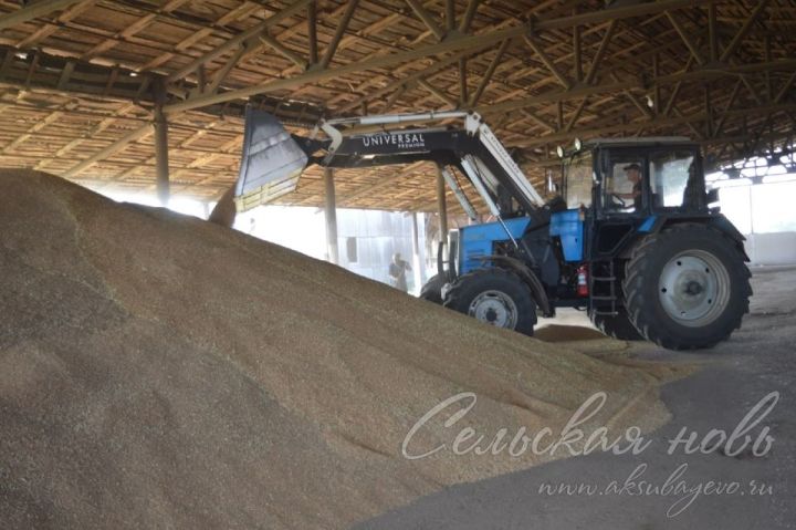 На мюдовский зерноток Аксубаевского района поступает 300-400 тонн озимой пшеницы