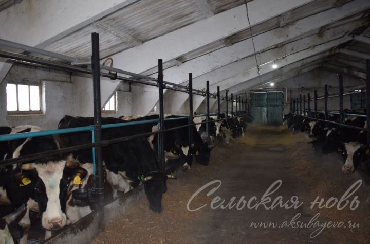 В Аксубаевском районе продуктивность коров выше прошлогоднего показателя
