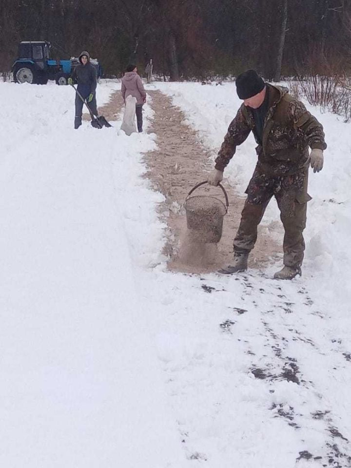 Аксубай урманчылары кар өстенә каен агачы орлыклары чәчтеләр