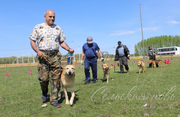 Аксубайда ХХ ау этләре күргәзмәсе узды