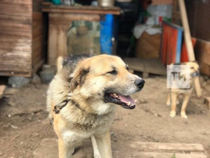 В Аксубаевском районе зарегистрировано 14 укусов собаками