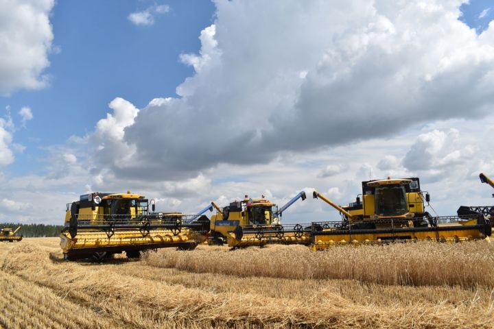В Аксубаевском районе убрано 30 процентов зерновых культур