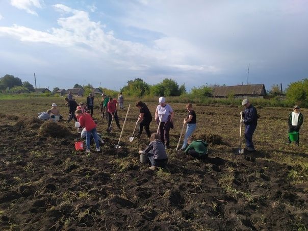 В общеобразовательных учреждениях района приступили к уборке выращенных на пришкольных участках овощей