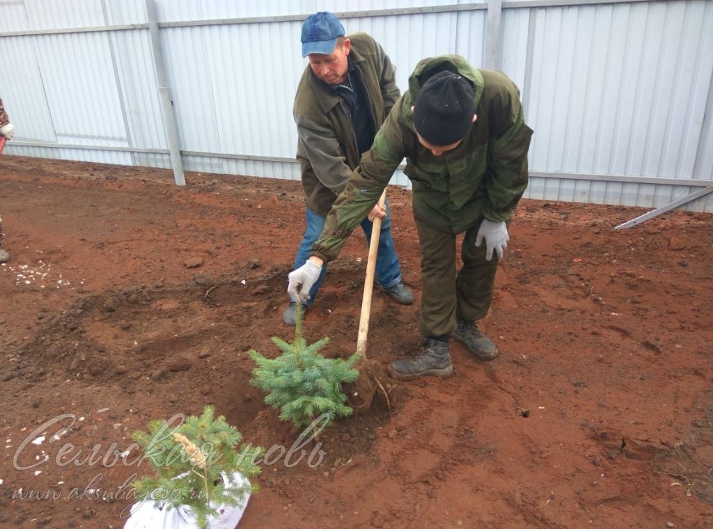 В Аксубаевском районе  – День посадки деревьев