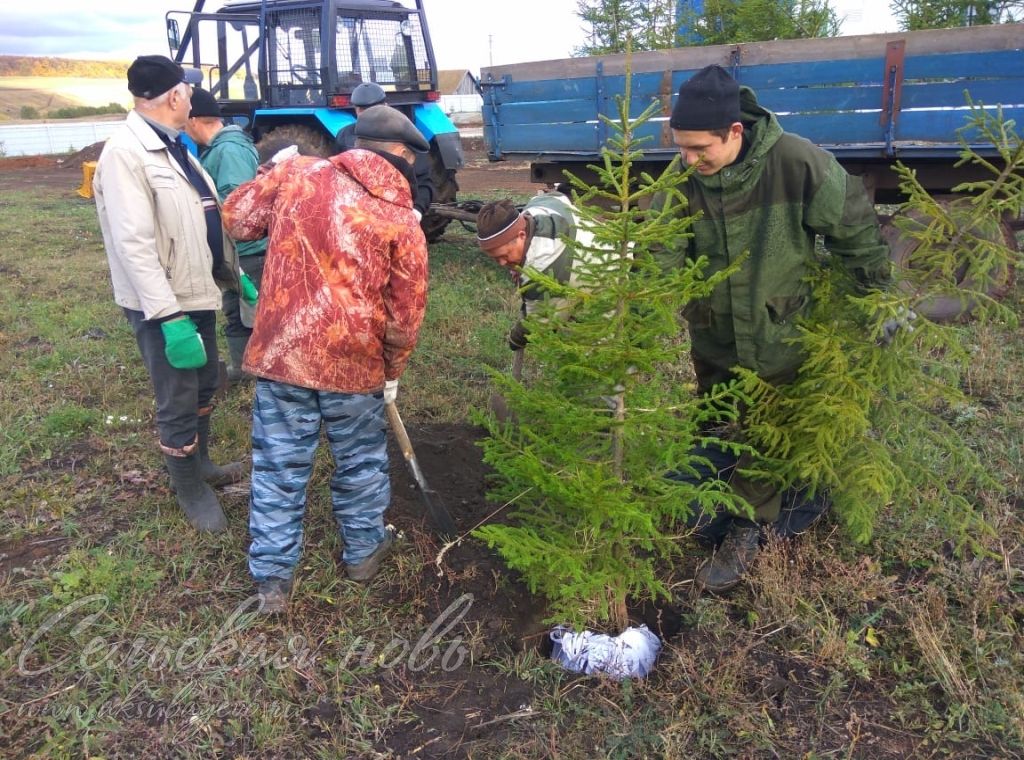 В Аксубаевском районе  – День посадки деревьев