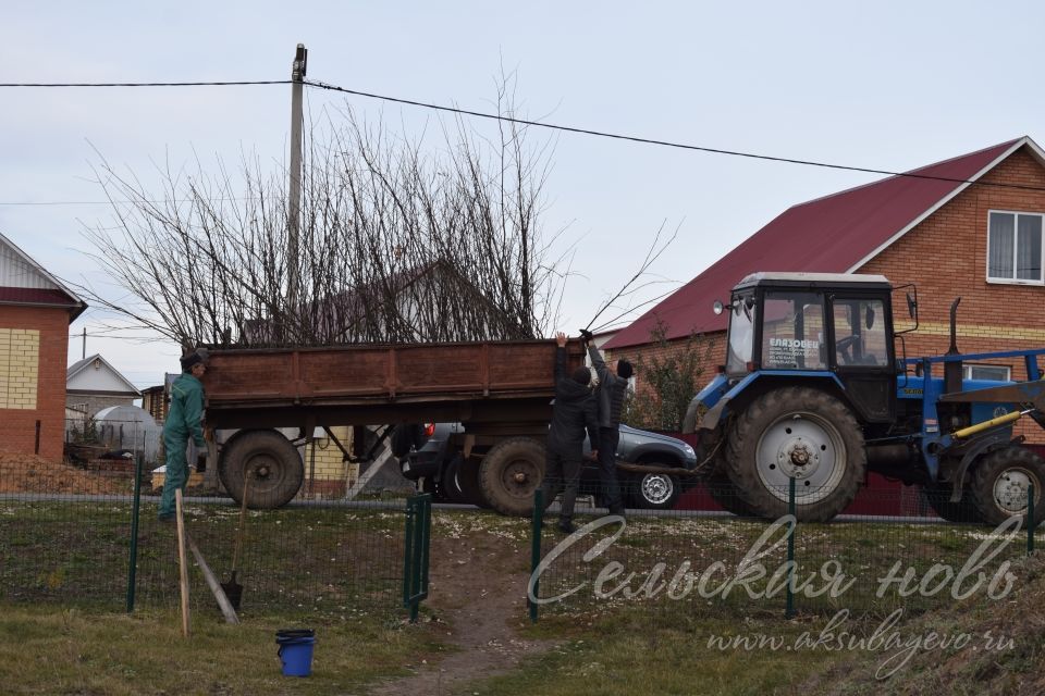 Аксубайның Җиңү паркында яңа агачлар утырттылар