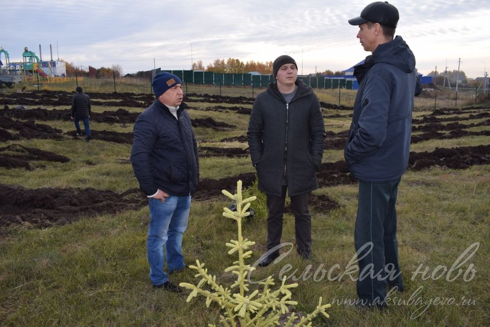 Аксубайның Җиңү паркында яңа агачлар утырттылар