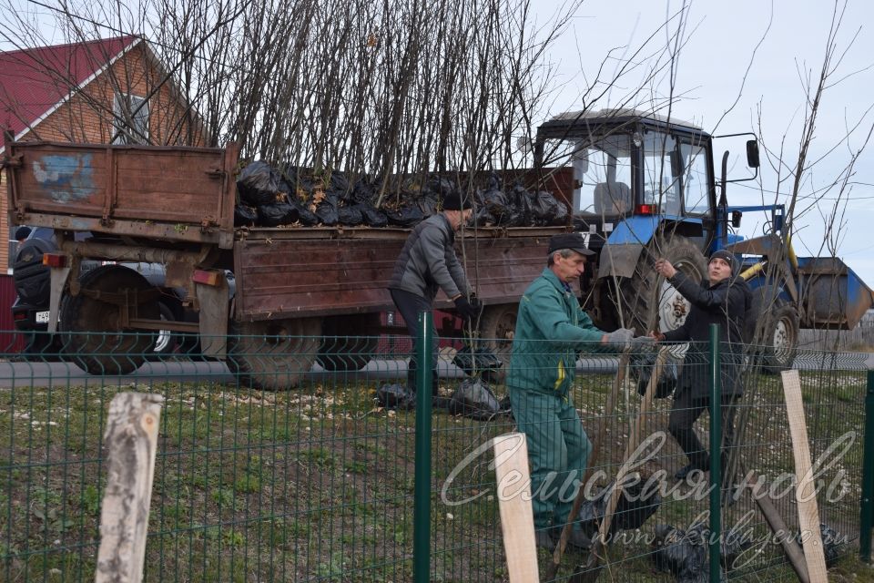 Аксубайның Җиңү паркында яңа агачлар утырттылар