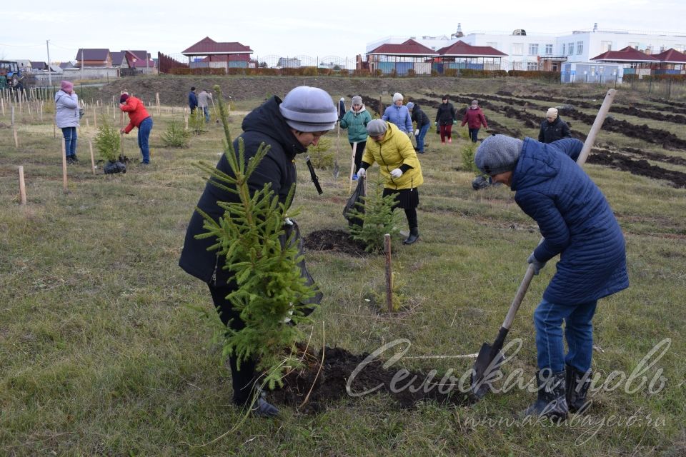 Аксубайның Җиңү паркында яңа агачлар утырттылар