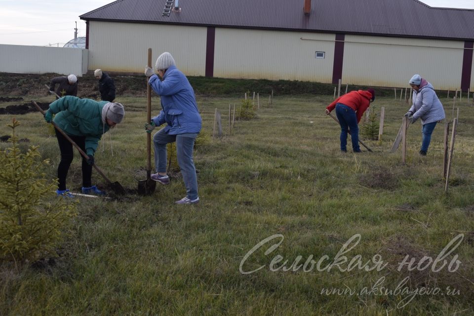 Аксубайның Җиңү паркында яңа агачлар утырттылар