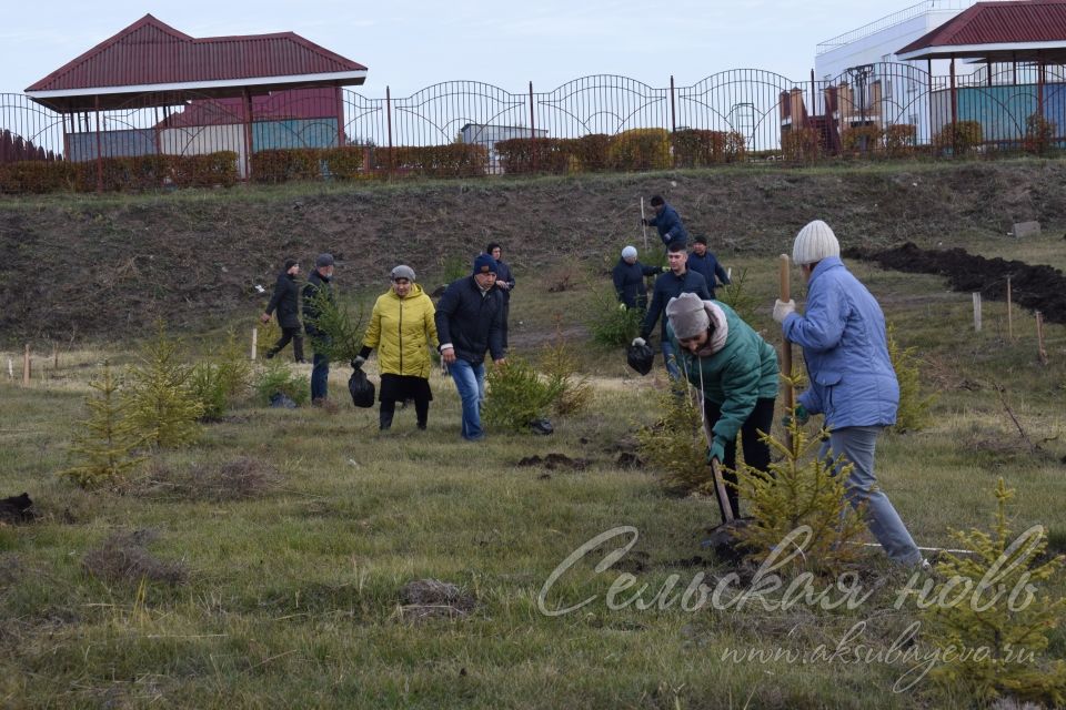 Аксубайның Җиңү паркында яңа агачлар утырттылар