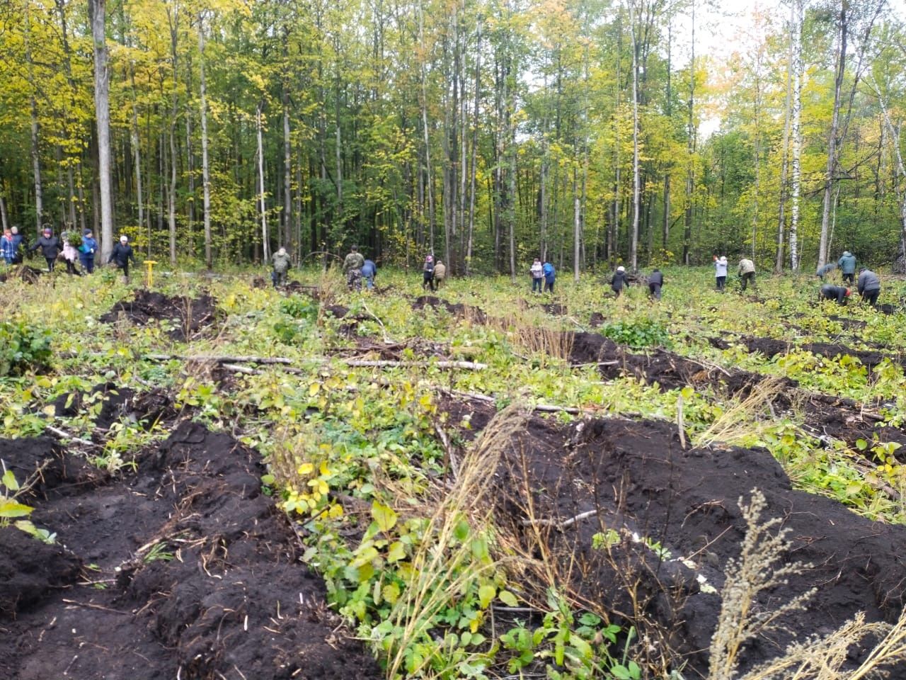 В Аксубаевском районе в рамках Всероссийской акции «Сохраним лес» посадили около 10 тысяч саженцев