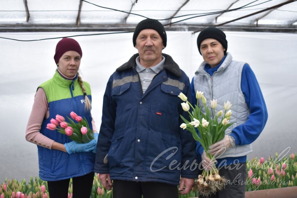 Аксубаевским фермерам и санкции не страшны
