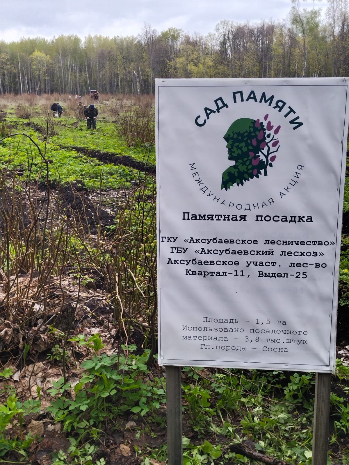 Территория Аксубаевского леса пополнилась памятной посадкой