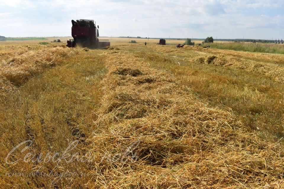 Земледельцы «Аксу Агро» первыми в районе приступили к уборке зерновых культур