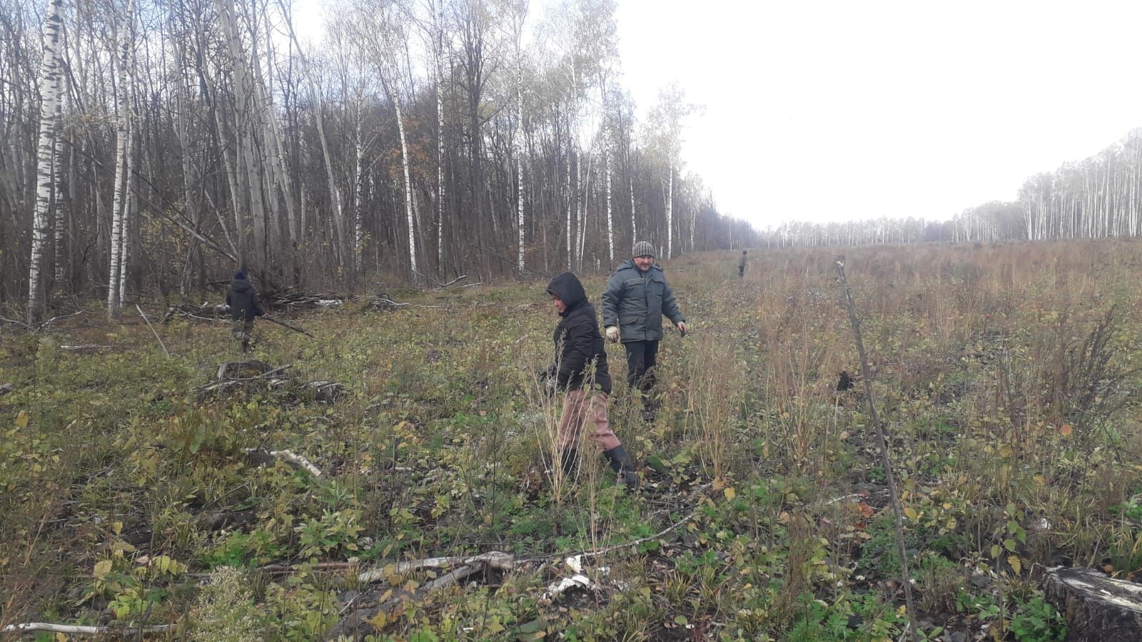 Аксубаевские лесоводы готовят почву для посадки деревьев