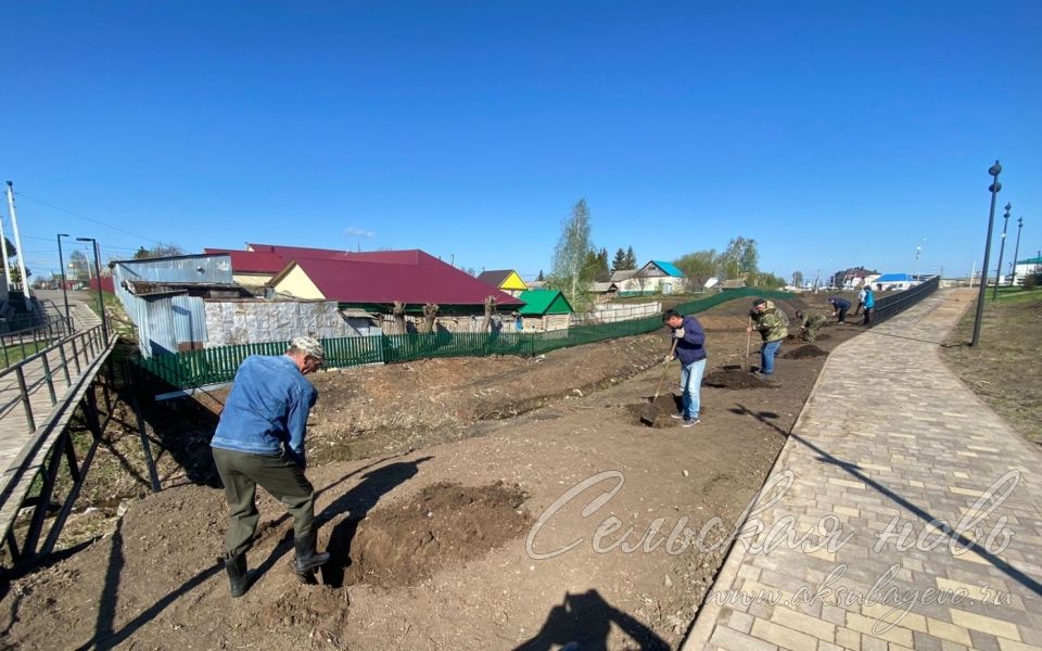 В Аксубаеве на общественном пространстве посадили ели