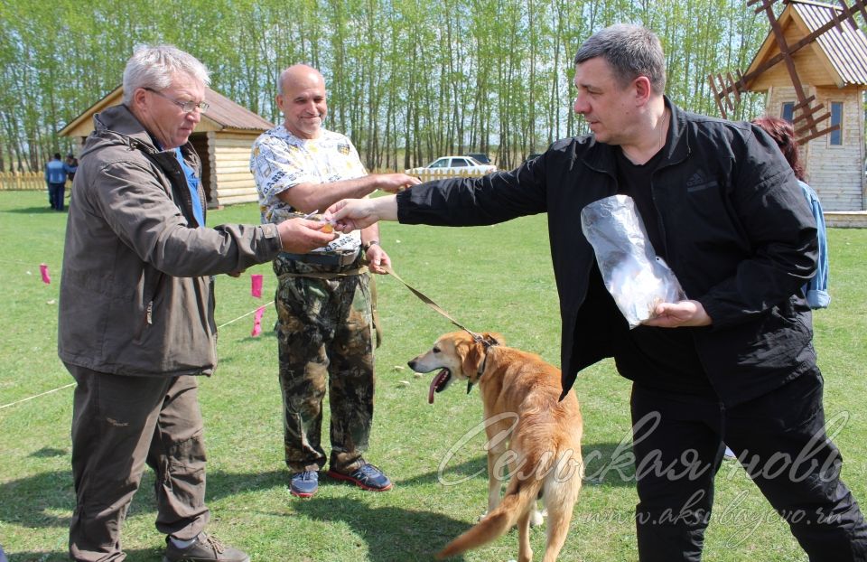 В Аксубаеве прошла ХХ выставка охотничьих собак