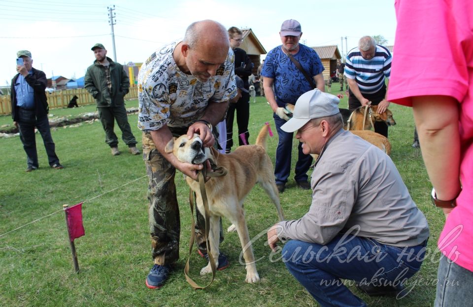 В Аксубаеве прошла ХХ выставка охотничьих собак