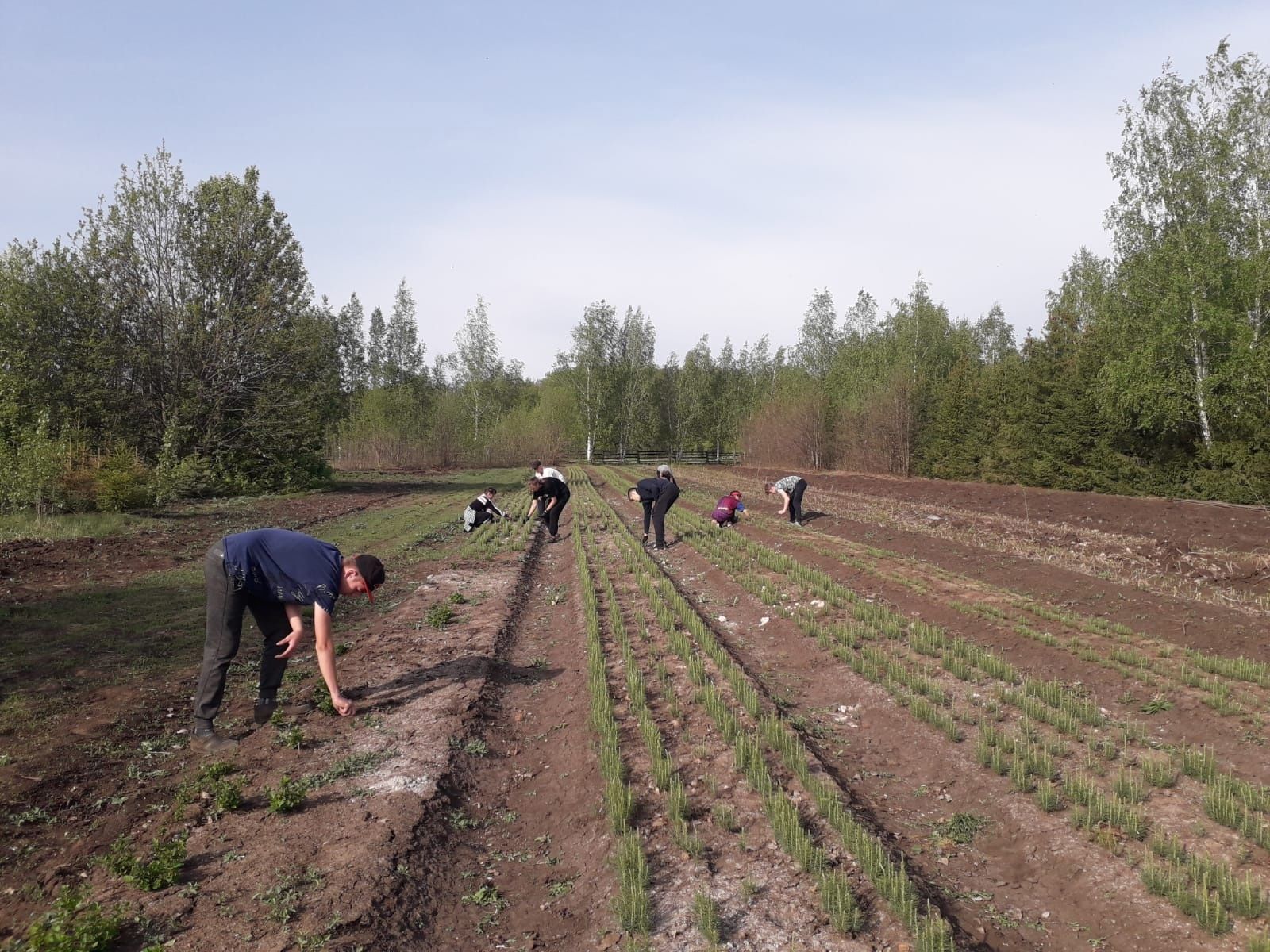Школьники Аксубаевского района помогают растить леса