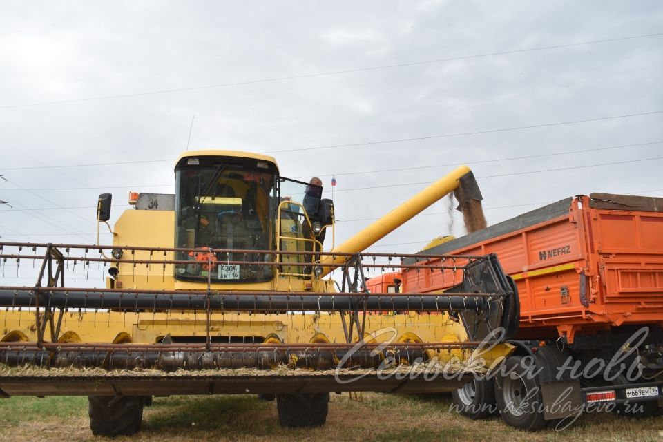 Аксубаевским хлеборобам предстоит убрать 38290 гектаров зерновых культур